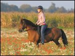 Reiterin auf Paso Fino in Mohnfeld 