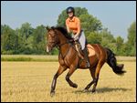 Reiterin auf Pony galoppiert in einem Stoppelfeld 