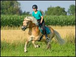 Reiterin auf Haflinger im Galopp 