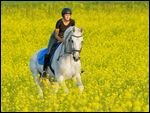 Reiterin auf Bayerischem Warmblut galoppiert durch ein Rapsfeld 