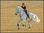 Reiterin auf Bayerischem Warmblut galoppiert über ein Stoppelfeld 