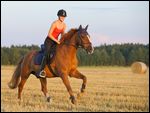 Reiterin auf Bayerischem Warmblut galoppiert über ein Stoppelfeld 