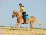 Reiterin auf Haflinger galoppiert bergauf über ein Stoppelfeld 