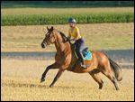 Reiterin auf Bayerischem Warmblut galoppiert über ein Stoppelfeld 