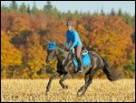 Reiterin auf Bayerischem Warmblut galoppiert im Herbst über ein Mais Stoppelfeld 