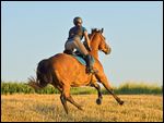 Reiterin mit Sicherheitsweste auf Bayerischem Warmblut galoppiert über ein Stoppelfeld im Abendlicht 