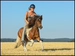 Reiterin auf Islandpferd beim Galopp über ein Stoppelfeld 