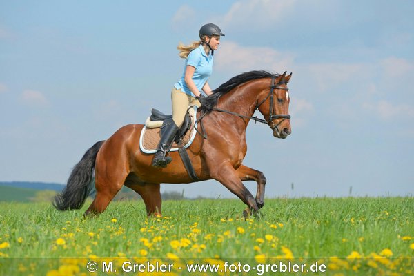 Reiterin galoppiert im Frühling auf einer Wiese 