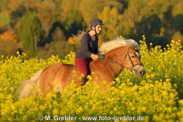 Reiterin ohne Sattel auf Haflinger im herbstlichen Senffeld 