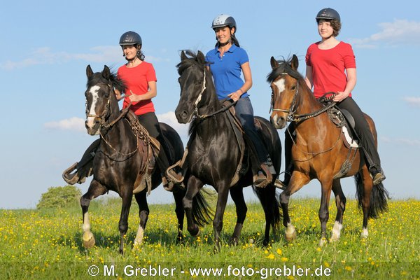 Drei Reiterinnen auf Paso Finos tölten in einer Wiese 