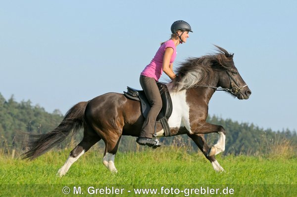 Reiterin auf Islandpferd im Galopp 