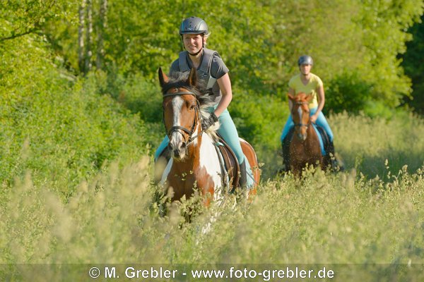 Zwei Reiterinnen galoppieren in einer Wiese, Pony und Trakehner 