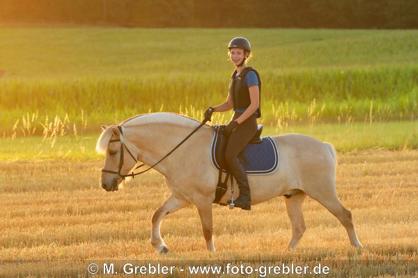 Reiterin mit Sicherheitsweste reitet bei Sonnenuntergang auf einem Fjordpferd (Norweger) in einem Stoppelfeld 