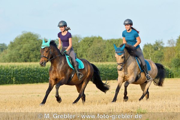 Zwei junge Reiterinnen auf Deutschen Reitponys im Galopp auf einem Stoppelfeld 