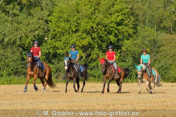 Reiten im Stoppelfeld 