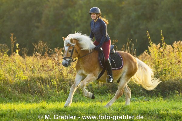 Ausritt im Herbst auf Haflinger im Galopp 