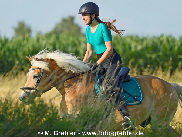 Reiterin auf Haflinger im Galopp 