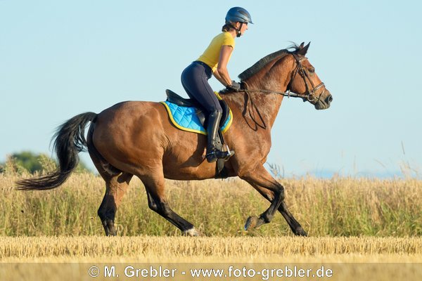 Reiterin auf Bayerischem Warmblut galoppiert über ein Stoppelfeld 