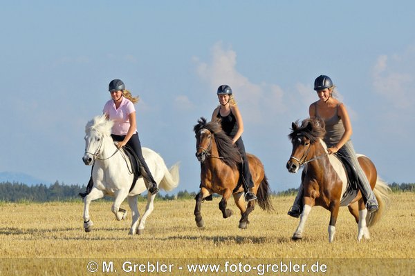 Drei frÃ¶hliche junge Reiterinnen auf Islandpferden galoppieren Ã¼ber ein Stoppelfeld 