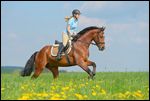 Reiterin galoppiert im Frühling auf einer Wiese 