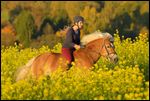 Reiterin ohne Sattel auf Haflinger im herbstlichen Senffeld 