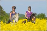 Junge Reiterinnen auf Paso Fino Pferden reiten zwischen Rapsfeldern 