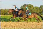 Zwei Reiterinnen auf Reitponys galoppieren über ein Stoppelfeld 