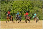 Reiten im Stoppelfeld 