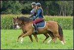 Reiterinnen auf Connemara Pony und Deutschem Reitpony im synchronen Trab 