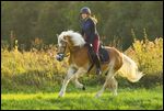 Ausritt im Herbst auf Haflinger im Galopp 