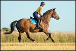 Reiterin auf Bayerischem Warmblut galoppiert über ein Stoppelfeld 