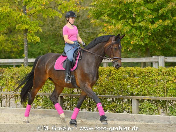 Dressurreiterin auf KWPN (Niederländisches Warmblut) im Trab 