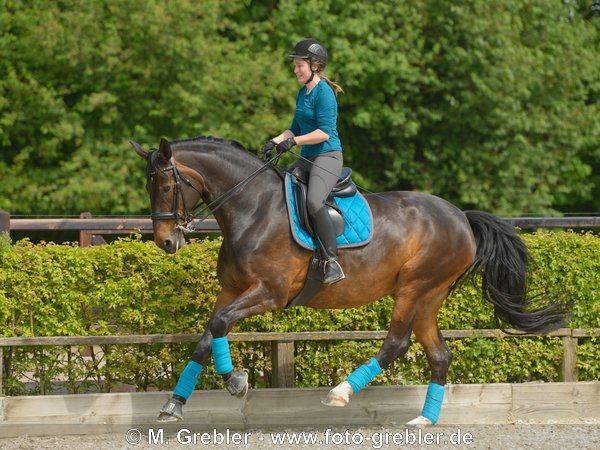 KWPN - Niederländisches Warmblut, Dressur Reiten im Galopp 