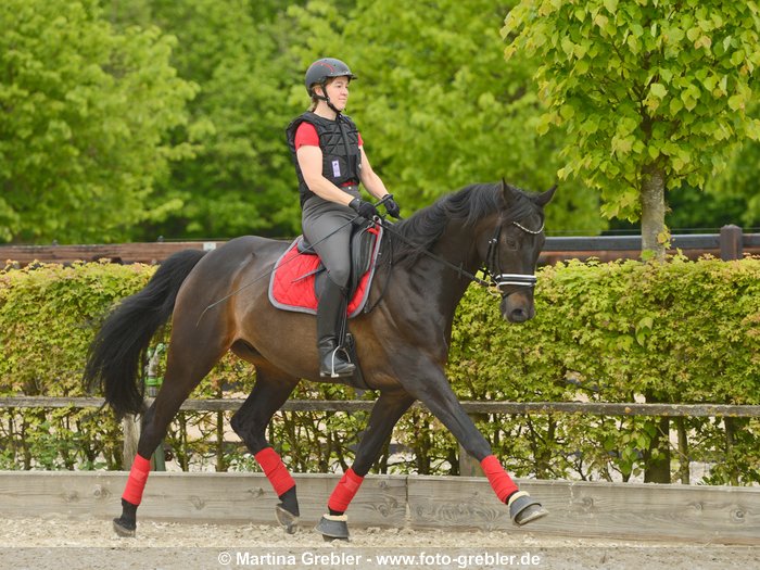 Dressurreiterin mit Sicherheitsweste auf Trakehner 