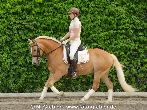 Dressurreiten auf Haflinger mit Kandara im Galopp 