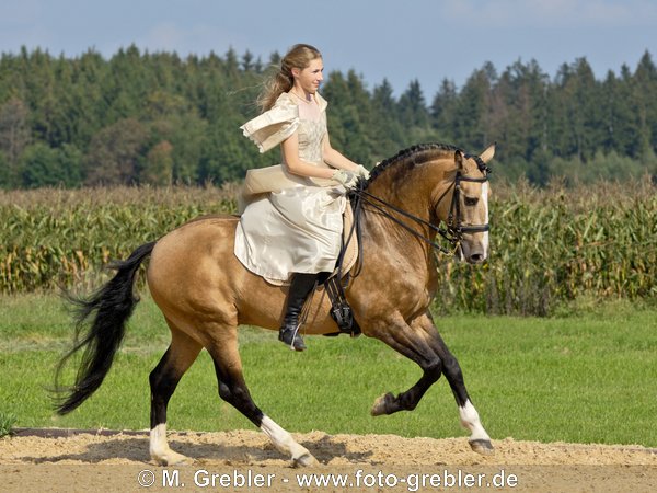 Junge Reiterin in historischem Kleid auf Lusitano-Hengst im Galopp 