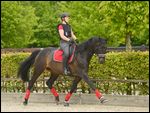 Dressurreiterin mit Sicherheitsweste auf Trakehner 