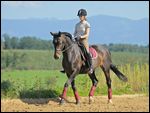 Dressur-Reiterin auf 23-jähriger Ostdeutscher Warmblut-Stute im Trab 