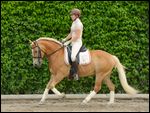 Dressurreiten auf Haflinger mit Kandara im Galopp 