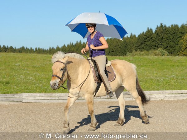 Gelassenheitstraining: Reiterin mit Schirm auf Fjordpferd 