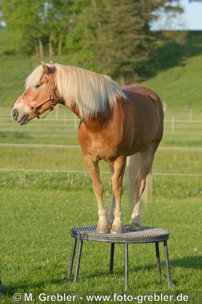 Haflinger steht auf einem Podest 