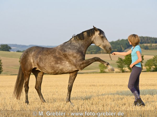 Connemara Pony, Spanischer Gruß 