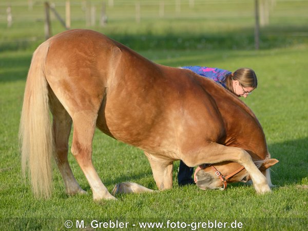 Haflinger macht Kompliment in einer Wiese 