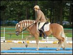 Bundeschampionat des Freizeitpferdes 2012 in Verden: Teilprüfung Gehorsamkeitsprüfung, Reiten über eine Plane 