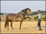 Connemara Pony, Spanischer Gruß 