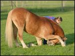 Haflinger macht Kompliment in einer Wiese 