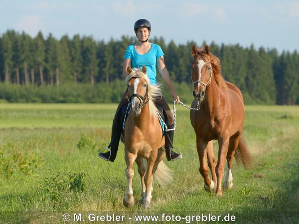 Reiterin auf Haflinger im Trab mit Warmblutpferd als Handpferd 