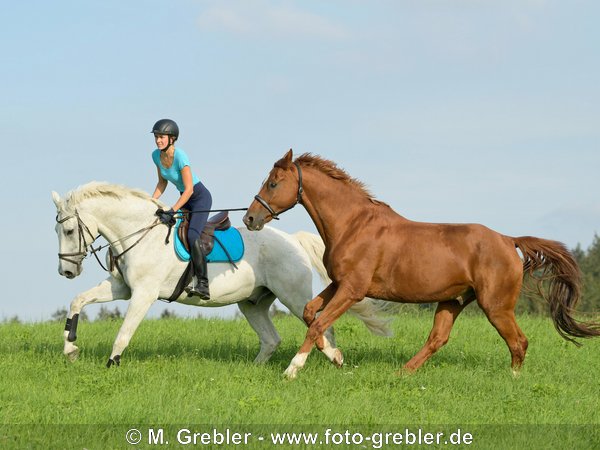 Reiterin auf Bayerischem Warmblut mit zweitem Bayern-Pferd als Handpferd im Galopp