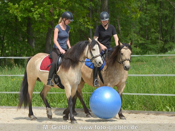 Fußball spielen mit Connemara Pony 