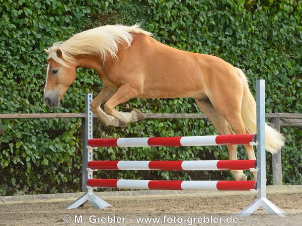 Haflinger beim Freispringen 